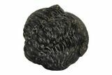Bargain, Enrolled Austerops Trilobite - Morocco #119043-2